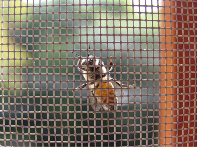 Insect Mesh image 1