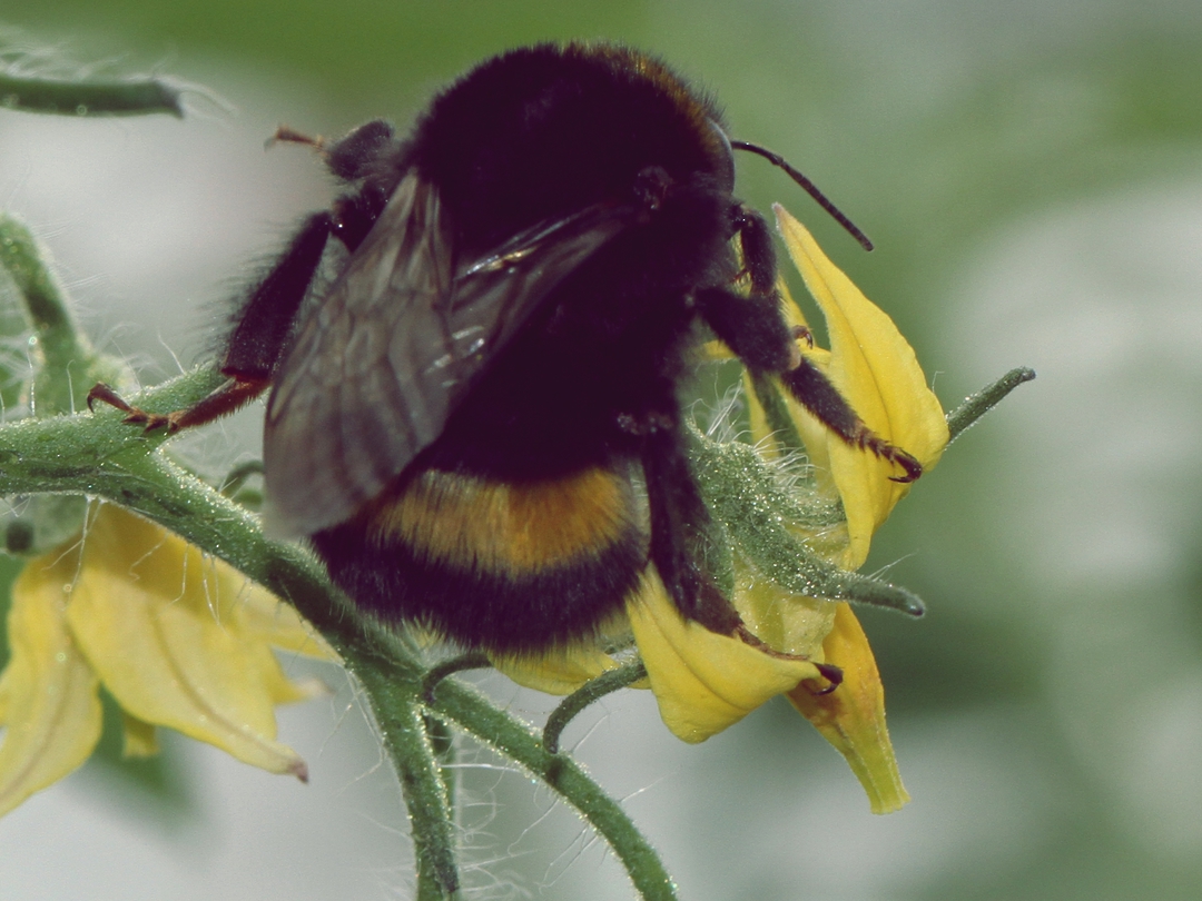 Bumblebees for Pollination image 2