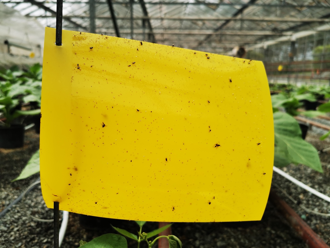 Yellow Sticky Traps image 1