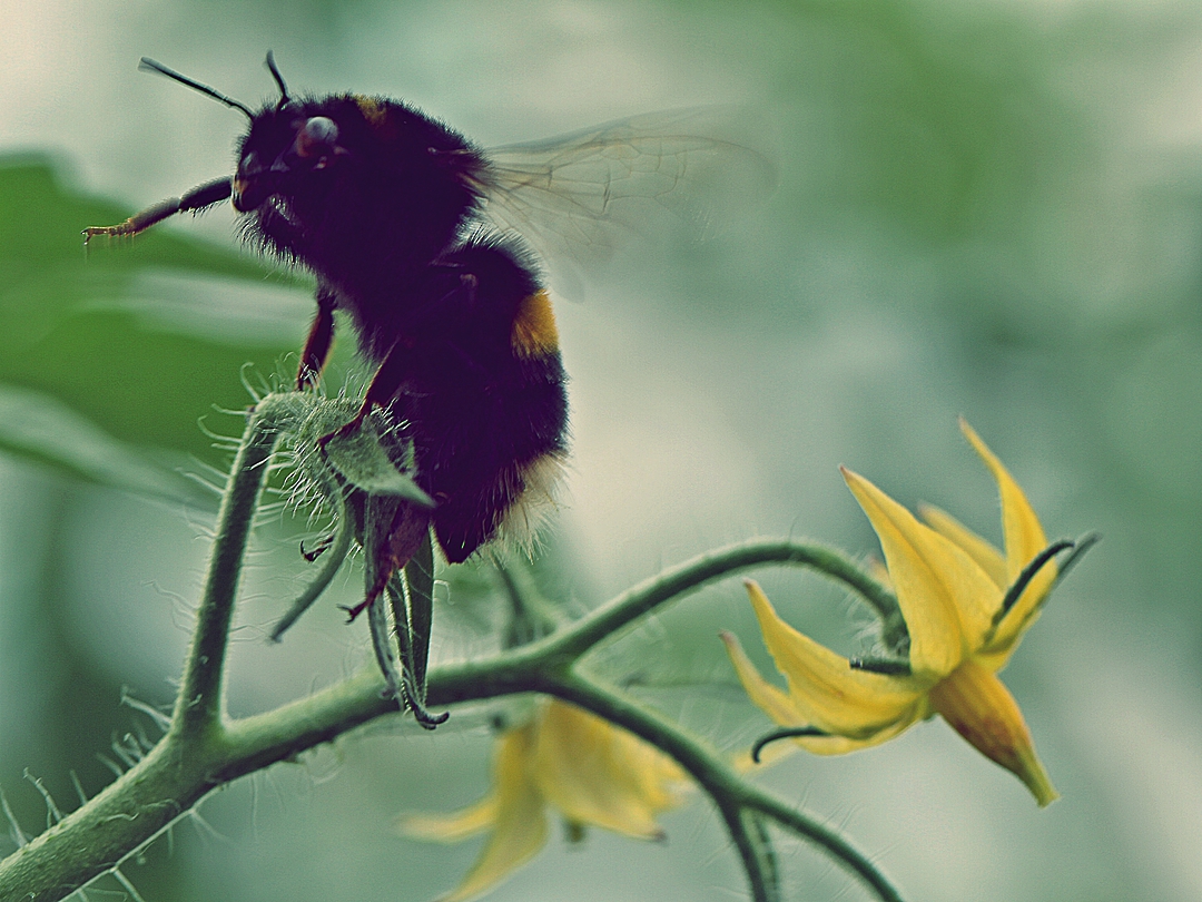 Bumblebees for Pollination image 0