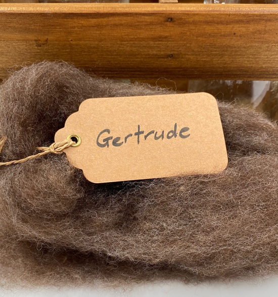 Single Sheep Carded Wool Release - Gertrude  (300 Gram Bags) image 0