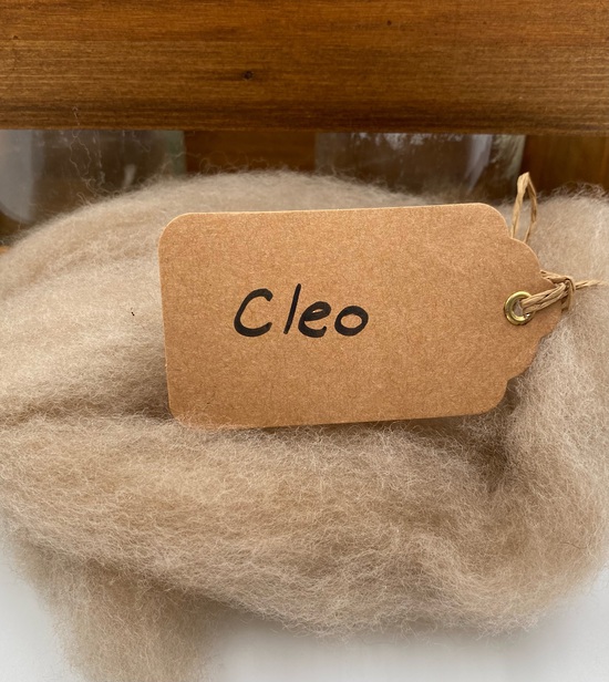 Single Sheep Carded Wool Release - Cleo (300 Gram Bags) image 0