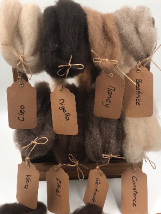 Single Sheep Carded Wool Release - Nancy  (300 Gram Bags) image 1
