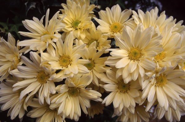 chrysanthemum - \'Star Dust\' single florist spray