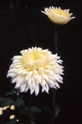 chrysanthemum - \'shantille\' grown as disbuded standard - decorative - reflexed