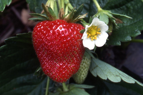 Strawberries - \'Red Gauntlet\'