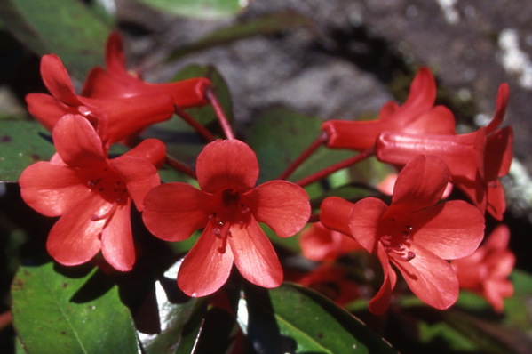 Vireya Rhododendron - \'Red Rooster\'