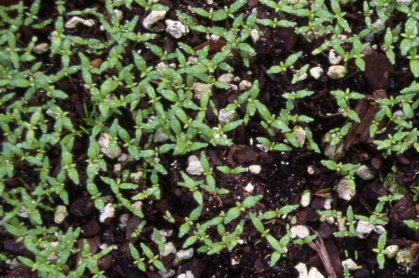 Linaria vulgaris - Seedlings - Toad Flax