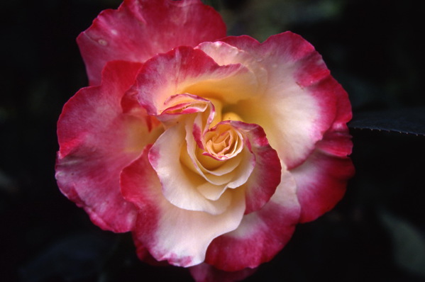 Rose \'Double Delight\'