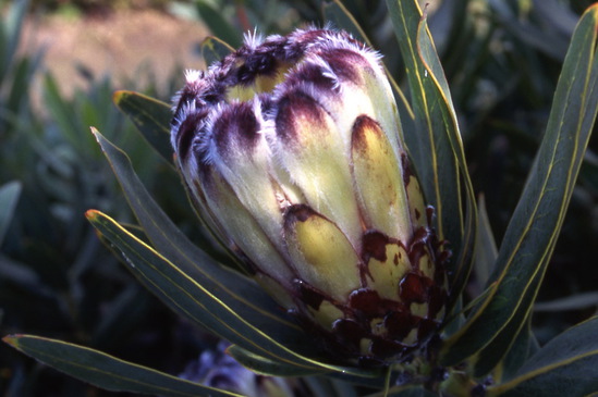 Protea Lepidocarpodendron