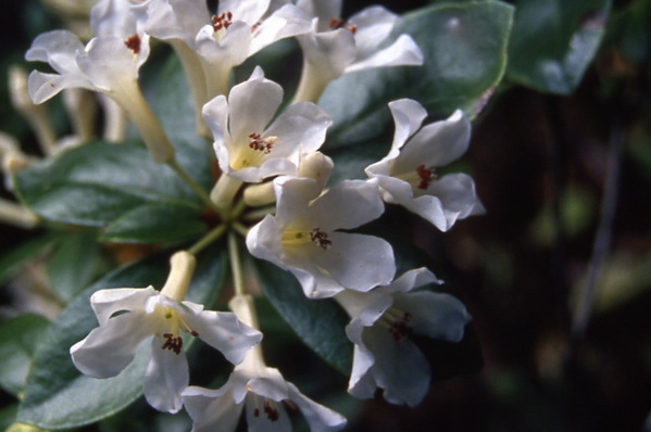 Vireya Rhododendron - \'Popcorn\'