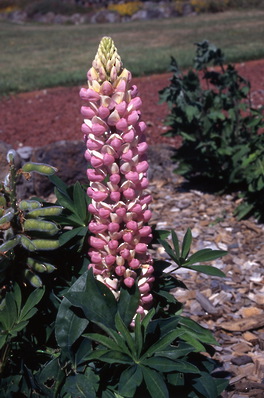 Lupin - \'Russell\' hybrid