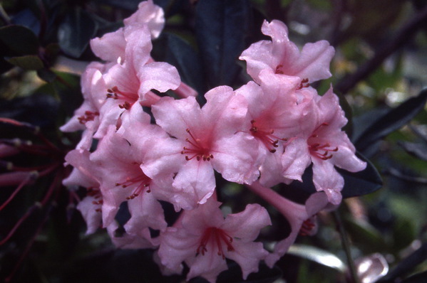 Vireya Rhododendron - \'Black Prince\'