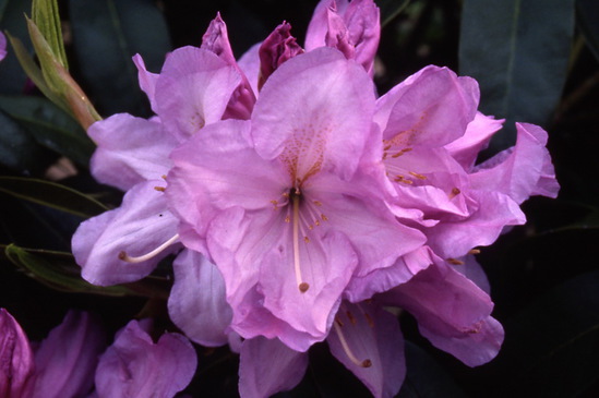 Rhododendron Mrs J P Lade