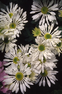 chrysanthemum - decorative quill