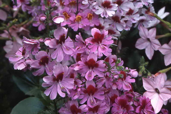Schizanthus - Poorman\'s Orchid