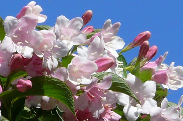 Weigela - Mock Apple Blossom Tree - Cardinal Shrub