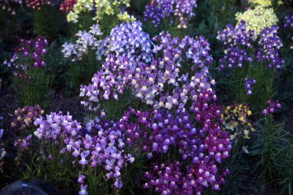 Linaria vulgaris - \'Fairy Bouquet\' - Toad Flax