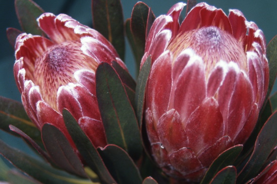 Protea hybrid cultivar Pink Ice