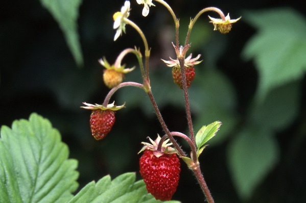 Strawberries - fragaria virginia \'wild\'