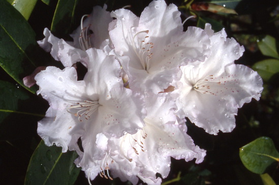 Rhododendron Lyi