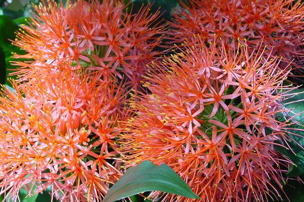 Scadoxus - Fireball Lily