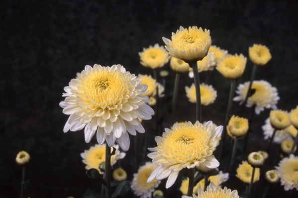 chrysanthemum - \'white margaret\'