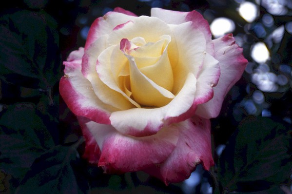 Rose \'Double Delight\'
