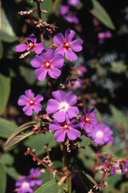 Tibouchina granulosa Glory Bush - Princess Flower