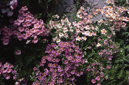 Schizanthus - Poorman\'s Orchid