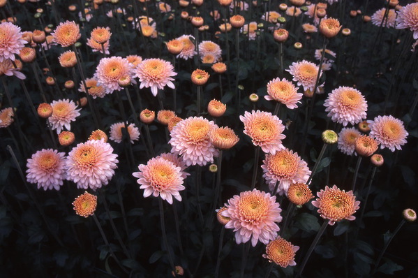 chrysanthemum - \'pink margaret\'