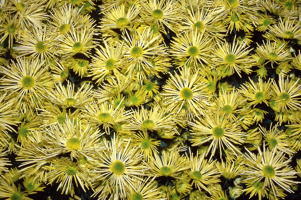 chrysanthemum - decorative quill