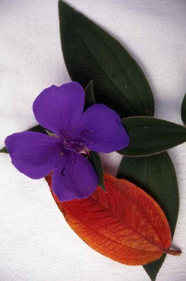 Tibouchina macrantha - Glory Bush - Lasiandra & leaf