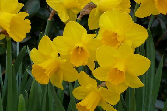 Narcissus - Daffodil