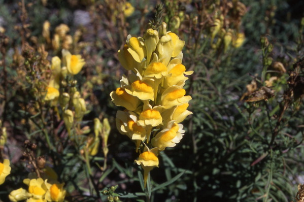 Linaria vulgaris - \'Butter and Eggs\' - Toad Flax
