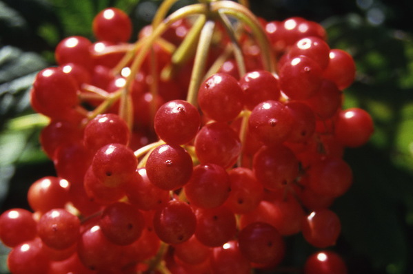 Viburnum - \'Americanum\' - in berry