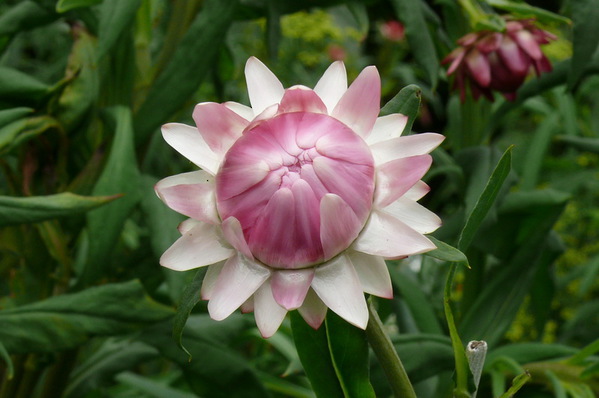 Helichrysum bracteatum - annual Strawflower \'Pink Pearl\'