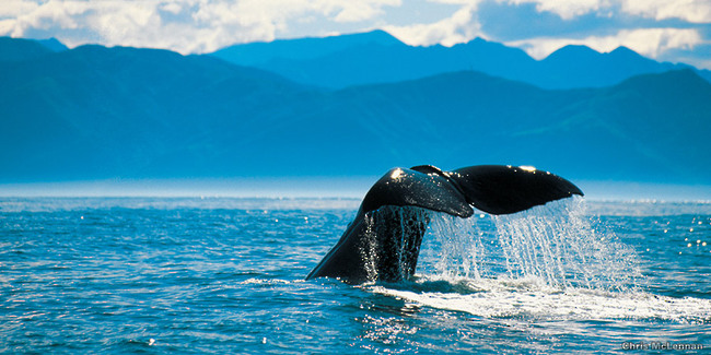 Baleine Kaikoura Nouvelle Zélande