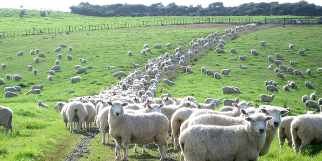 Mouton Nouvelle Zélande