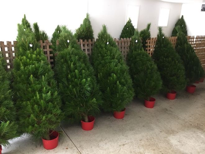Cara's Christmas Trees - Fresh Xmas Trees - Sold out for 2023 image 3