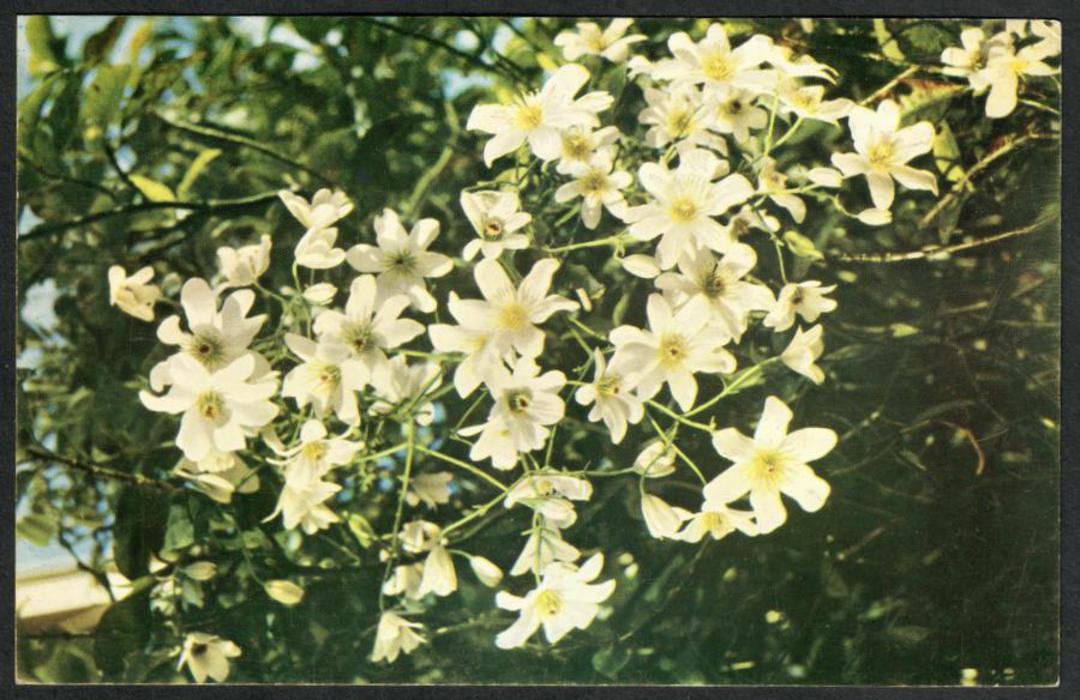 Coloured postcard by Reed of Clematis. - 42092 - Postcard image 0
