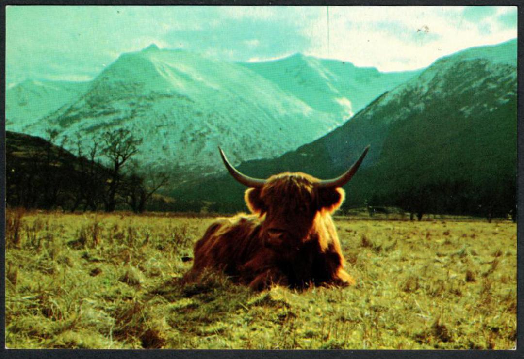 HIGHLAND Cow in Glen Nevis. Modern Coloured Postcard. - 441436 - Postcard image 0