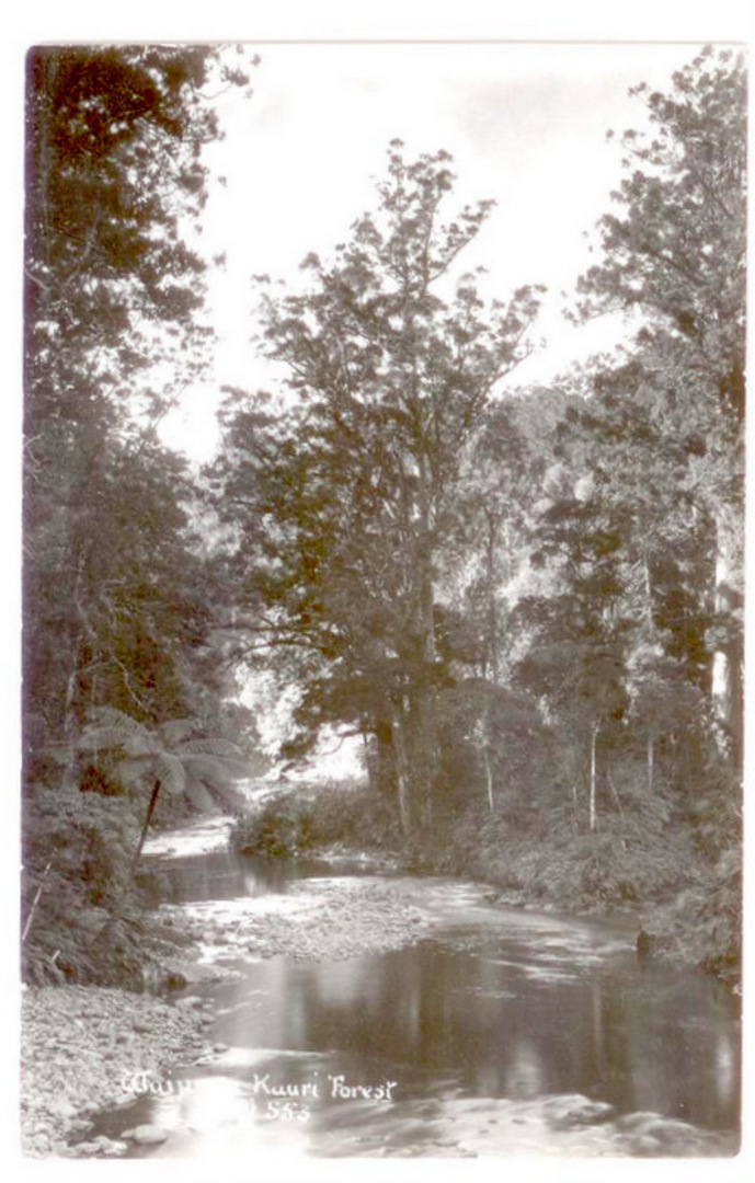 Real Photograph published by Palmer of the Waipoua Kauri Forest. - 45003 - Postcard image 0