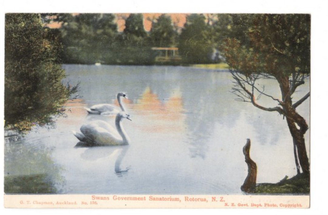 Coloured postcard of Swans Government Sanitorium Grounds Rotorua. - 46039 - Postcard image 0