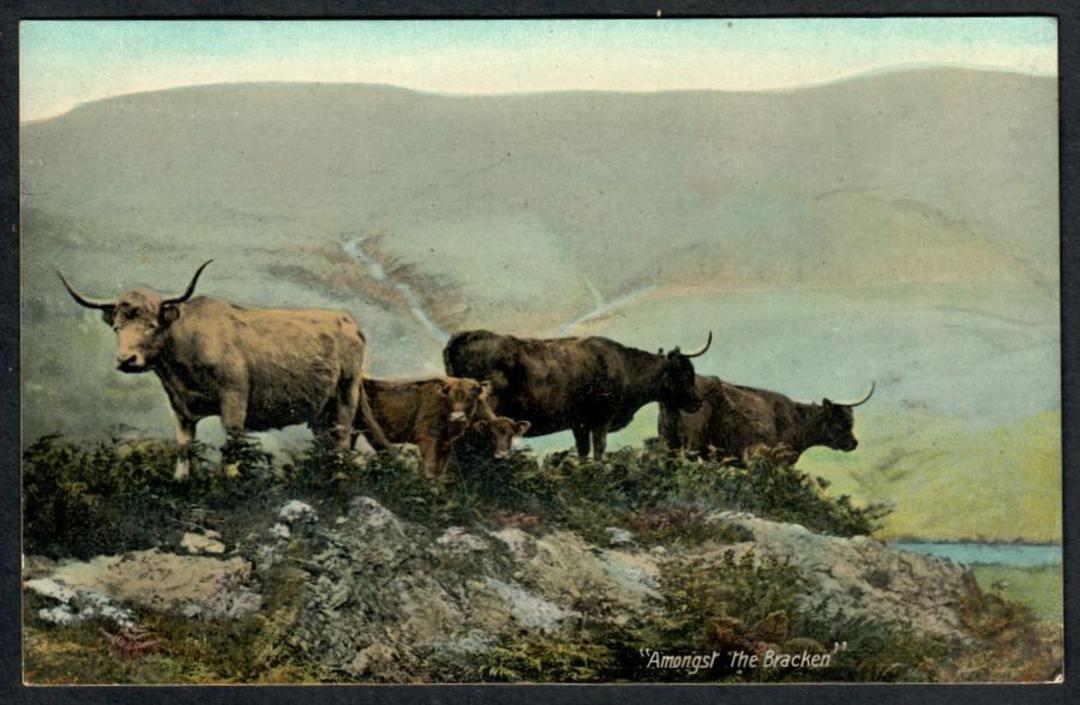 Hihland Cattle AMONGST ThE BRACKEN Coloured Postcard. - 241427 - Postcard image 0