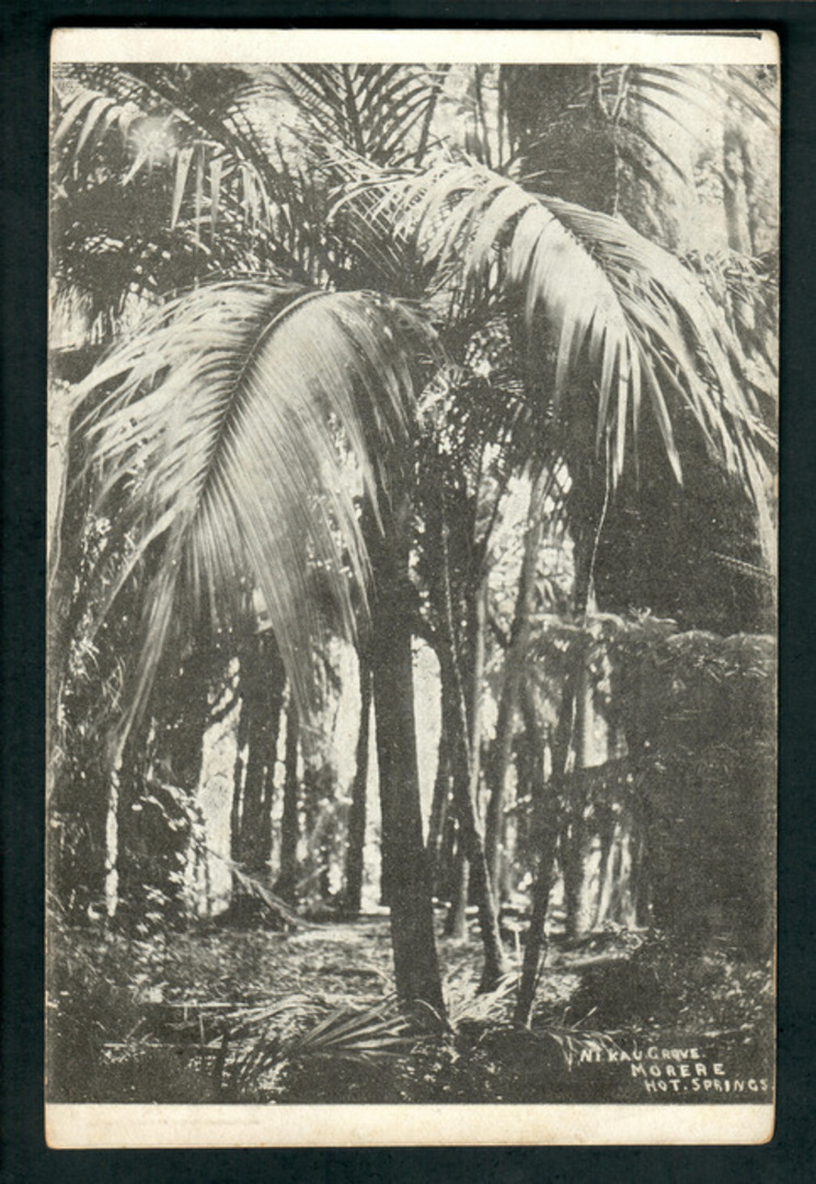 Postcard of Nikau Grove Morere Hot Springs. - 48155 - Postcard image 0