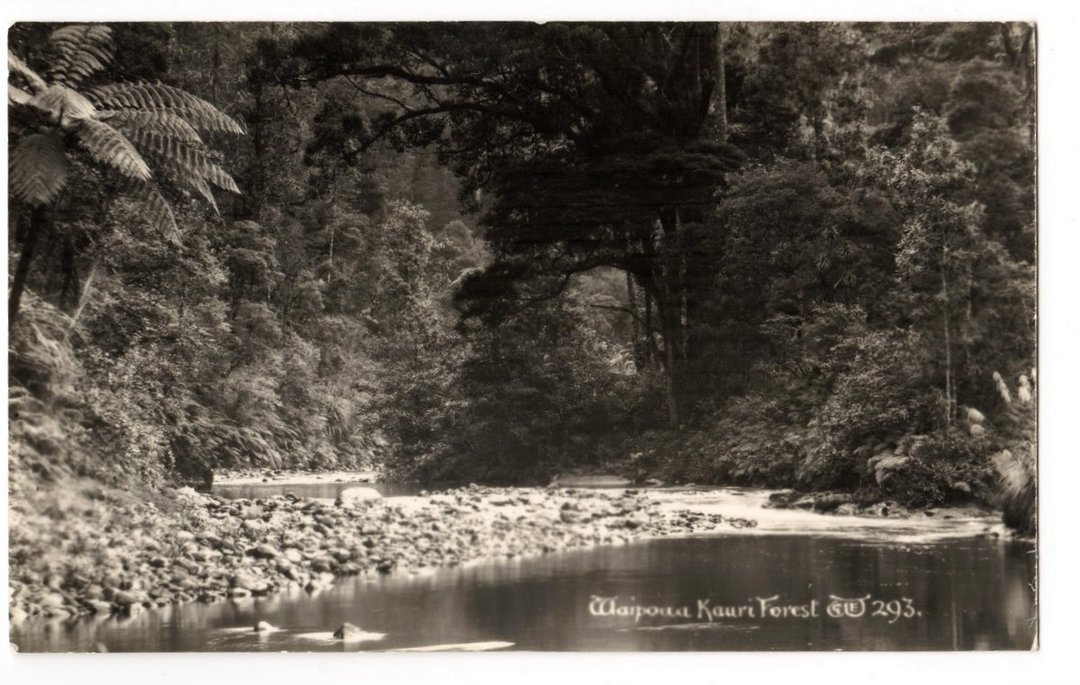 Real Photograph by Woolley of the Waipoua Kauri Forest. - 44839 - Postcard image 0