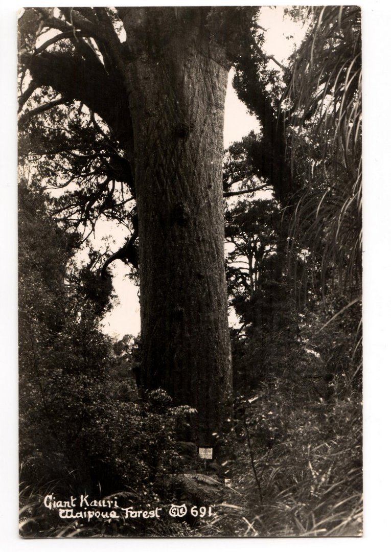Real Photograph by Woolley of The Giant Kauri Waipoua Forest. - 44761 - Postcard image 0