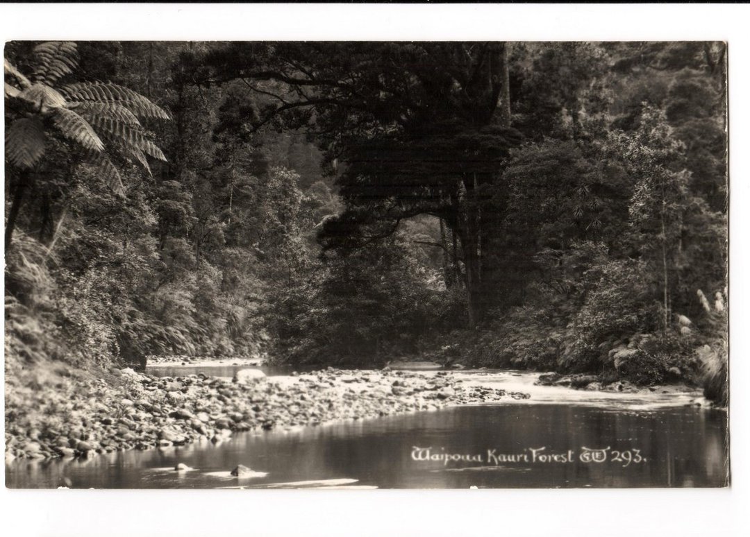 Real Photograph by T G Palmer & Son of Waipoua Kauri Forest. - 44873 - Postcard image 0