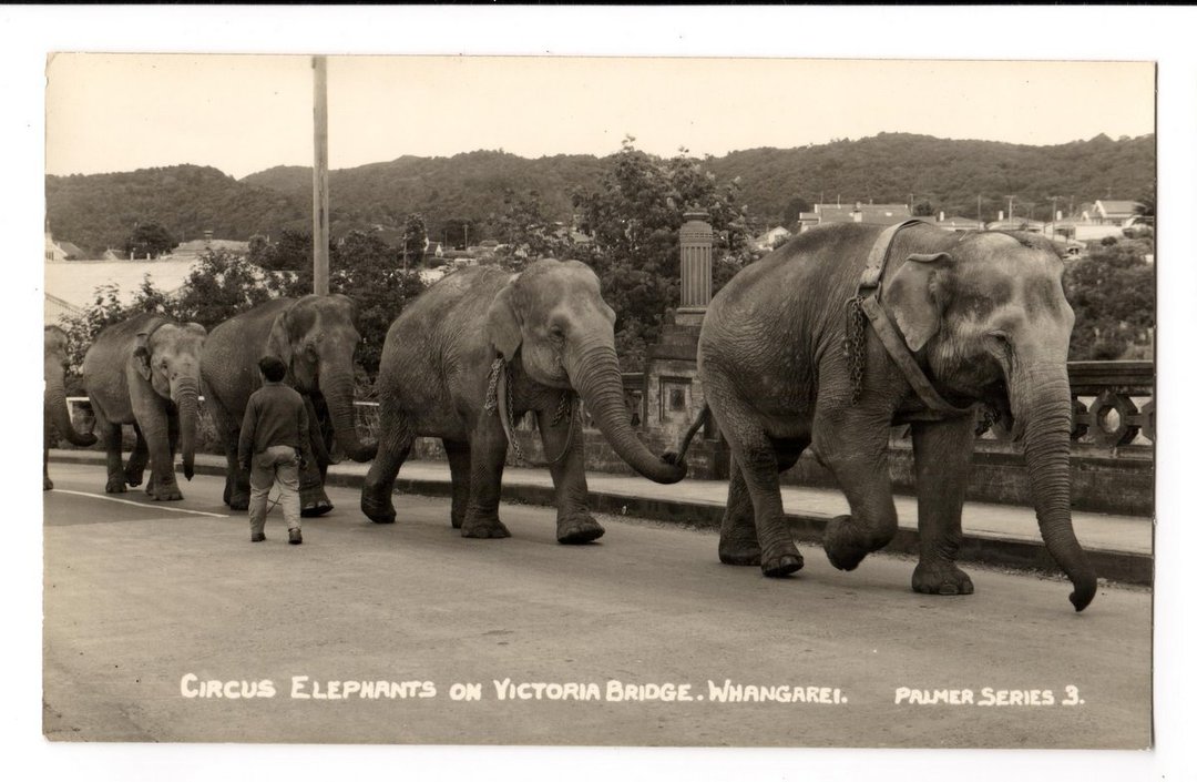 Real Photograph by T G Palmer & Son of Circus Elephants on Victoria Bridge Whangarei. - 44787 - Postcard image 0